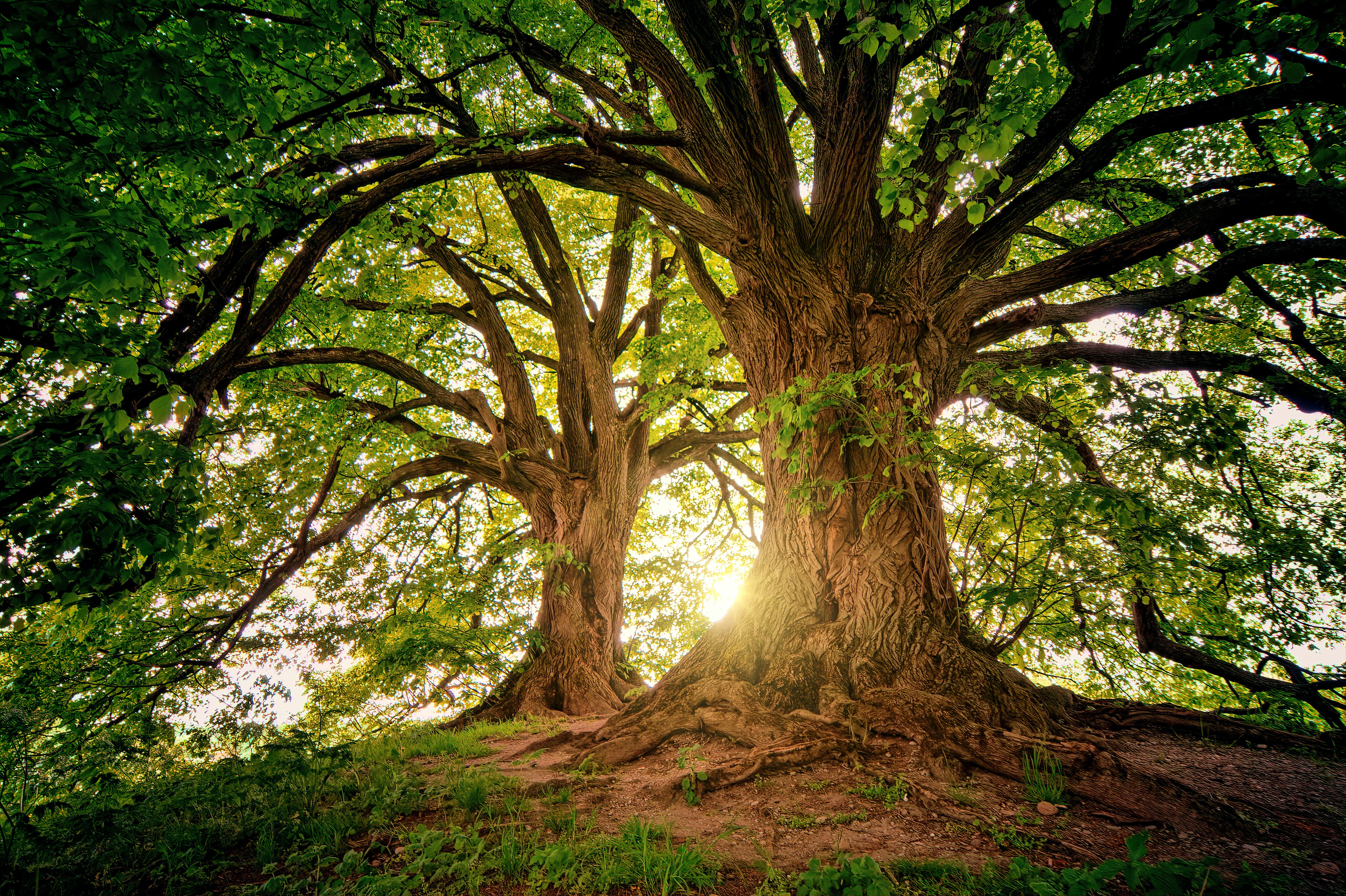 Trees in the sunlight